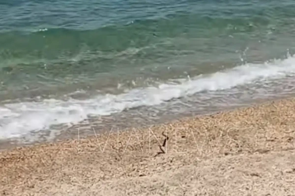 Εύβοια: Φίδι βγήκε από τη θάλασσα