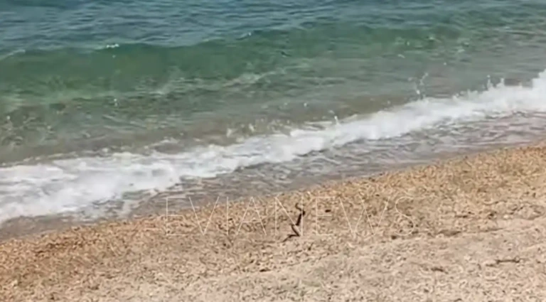 Εύβοια: Φίδι βγήκε από τη θάλασσα