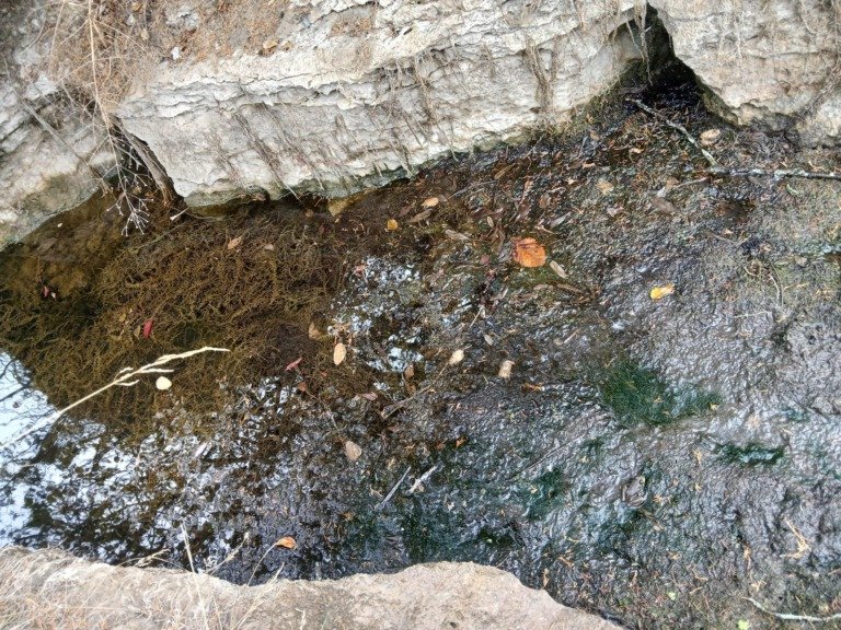 Οπτική ψευδαίσθηση: Μόνο αν έχετε παρατηρητικότητα ντετέκτιβ, θα εντοπίσετε τον βάτραχο στην εικόνα σε 12 δευτερόλεπτα