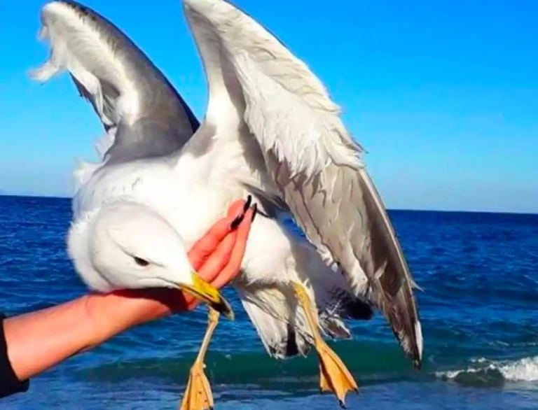 Εύβοια: Τον έσωσε από βέβαιο θάνατο δίνοντας του αγάπη, αποθεώθηκε από τα κοινωνικά δίκτυα