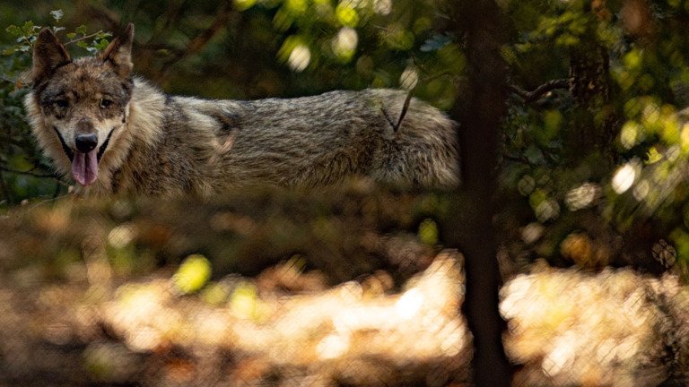 Ημαθία: Λύκοι κόβουν βόλτες έξω από σπίτια, φτάνουν ακόμα και μέσα στην Αλεξάνδρεια