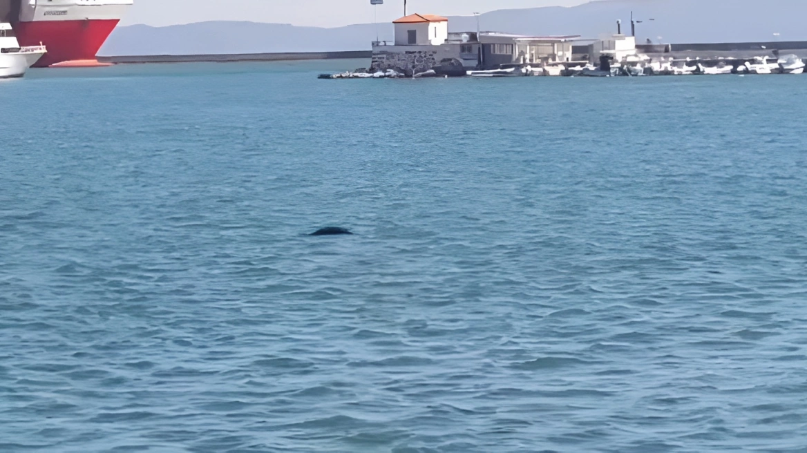 Φώκια εμφανίστηκε στο λιμάνι της Μυτιλήνης – Δείτε βίντεο