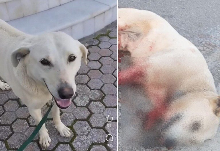 Σοκ στα Χανιά: Τέρας δολοφόνησε με όπλο τον «Μπεν»