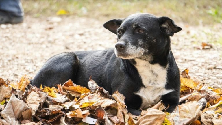 Αποτροπιασμός στην Κομοτηνή: Σκύλος βρέθηκε κρεμασμένος σε δέντρο
