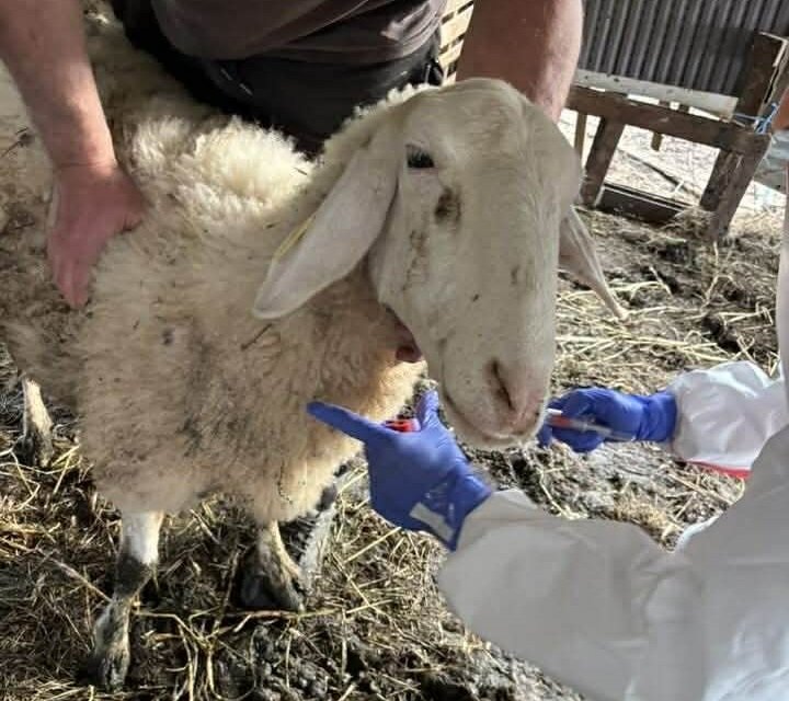 Σαφάρι ελέγχων για την αποτροπή της εξάπλωσης της ευλογιάς