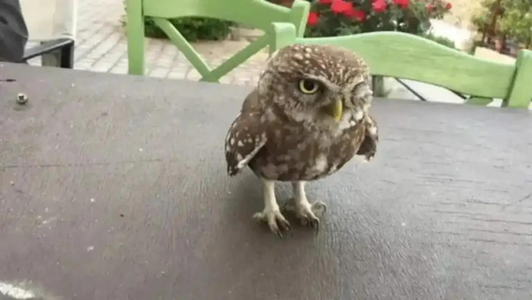 Εύβοια: Άφωνοι με αυτόν που κάθισε στο τραπέζι στο χωριό