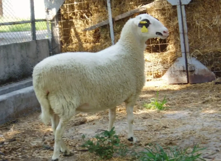 Κάρυστος: Πρόβατο έπεσε σε πηγάδι και στήθηκε επιχείρηση για να σωθεί! ΦΩΤΟ