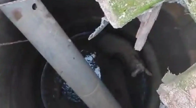 Εύβοια: Το απίστευτο σημείο που βρέθηκε ένα πρόβατο