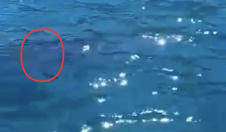 Χαλκίδα: Είδε ένα τέρας λίγα μέτρα μακρυά του