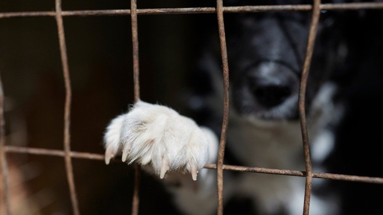 Θεσσαλονίκη: Συνελήφθη 55χρονος που διατηρούσε 68 σκυλιά σε ακατάλληλες συνθήκες