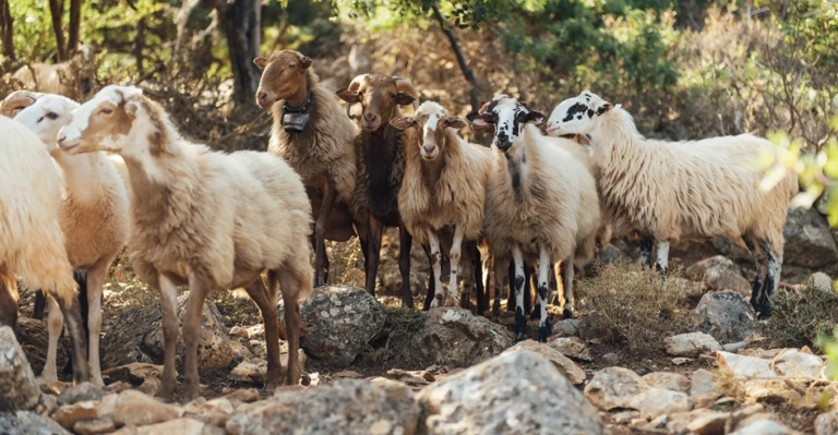 Είχε 100 πρόβατα, παραβίασε μέτρα κατά της ευλογιάς και συνελήφθη