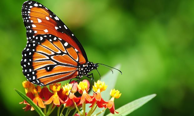 Στα όριά τους τα έντομα του Αμαζονίου