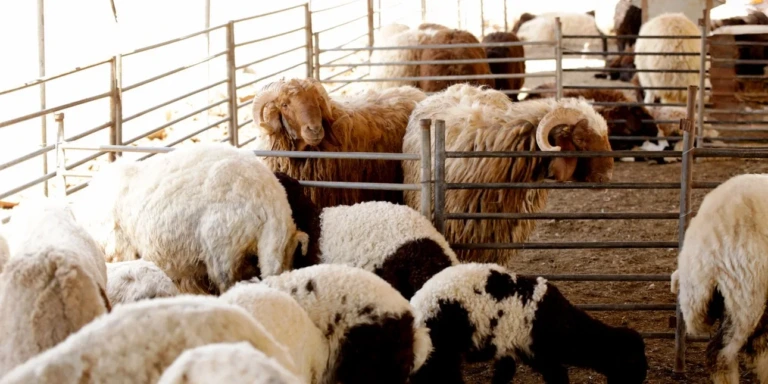 Ευλογιά αιγοπροβάτων: 2.113 κρούσματα και 481.359 θανατώσεις ζώων μέχρι τον Φεβρουάριο 2026
