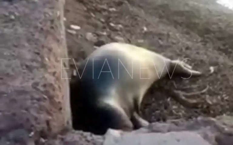 Η Χαλκίδα απέκτησε νέο κάτοικο, μια φώκια στο λιμάνι