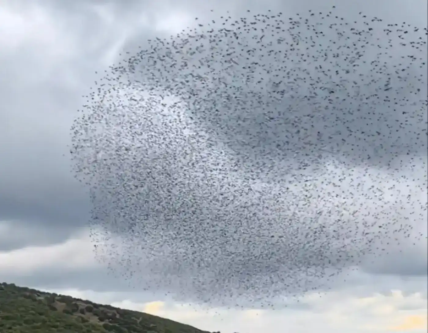 Εύβοια: Γιατί τα πουλιά πάνε σε συγκεκριμένα σπίτια